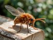Insectes xylophages traitement naturel : protéger son bois sans produits chimiques