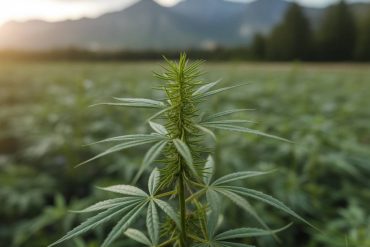 Produit de traitement contre la mérule : solutions écologiques à base de chanvre