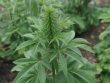 Chanvre et permaculture : comment intégrer cette plante dans un jardin écologique et résilient