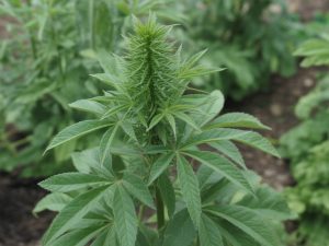 Chanvre et permaculture : comment intégrer cette plante dans un jardin écologique et résilient