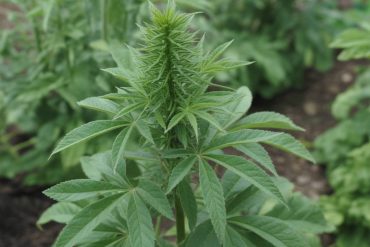 Chanvre et acoustique intérieure : comment améliorer le confort sonore avec des matériaux biosourcés