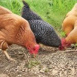 Alimentation des poules : peut on donner des graines de chanvre pour compléter la ration animale