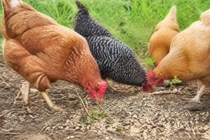 Alimentation des poules : peut on donner des graines de chanvre pour compléter la ration animale