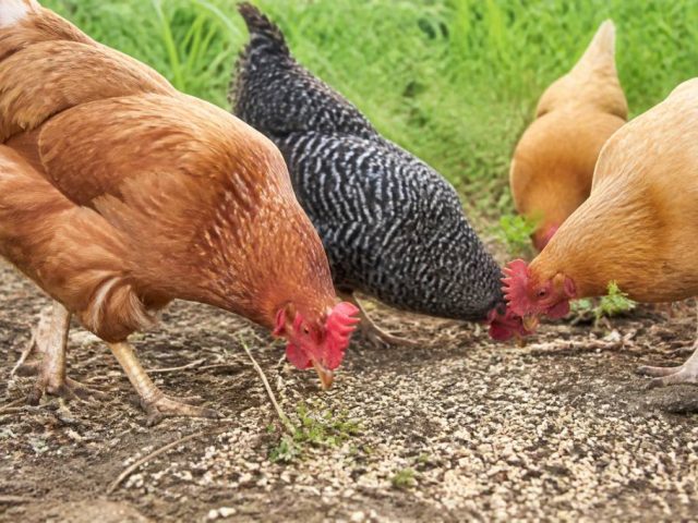 Alimentation des poules : peut on donner des graines de chanvre pour compléter la ration animale