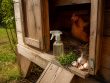 Quel répulsif naturel pou rles poux rouges des poules pour protéger le poulailler