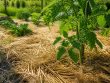 Utiliser le paillage au jardin pour protéger le sol et réduire l’arrosage