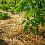 Utiliser le paillage au jardin pour protéger le sol et réduire l’arrosage