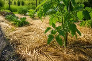 Utiliser le paillage au jardin pour protéger le sol et réduire l’arrosage