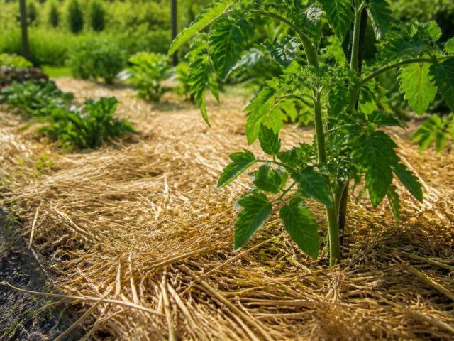 Utiliser le paillage au jardin pour protéger le sol et réduire l’arrosage