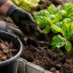Quel engrais naturel au jardin potager pour enrichir la terre et stimuler les cultures