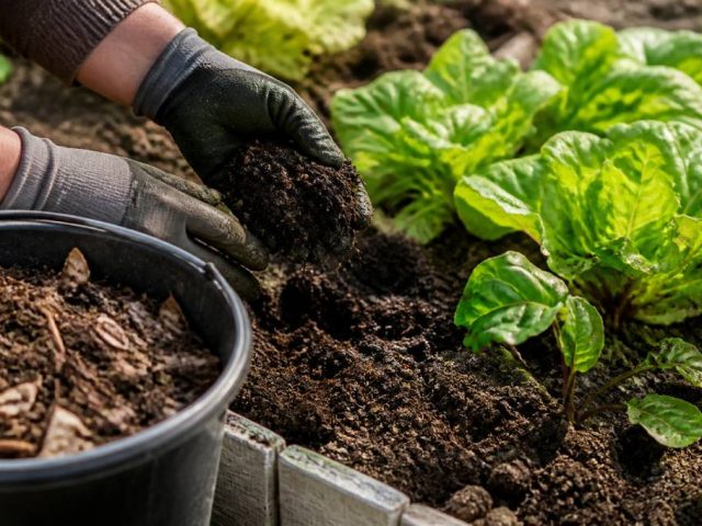 Quel engrais naturel au jardin potager pour enrichir la terre et stimuler les cultures