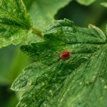 Araignée rouge plante : comment l’identifier et la traiter naturellement