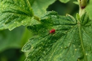 Araignée rouge plante : comment l’identifier et la traiter naturellement